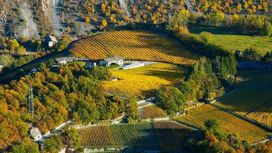 Le Valais authentique à travers quatre cépages d’exception